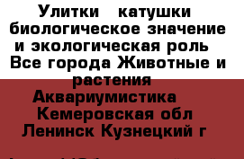 Улитки – катушки: биологическое значение и экологическая роль - Все города Животные и растения » Аквариумистика   . Кемеровская обл.,Ленинск-Кузнецкий г.